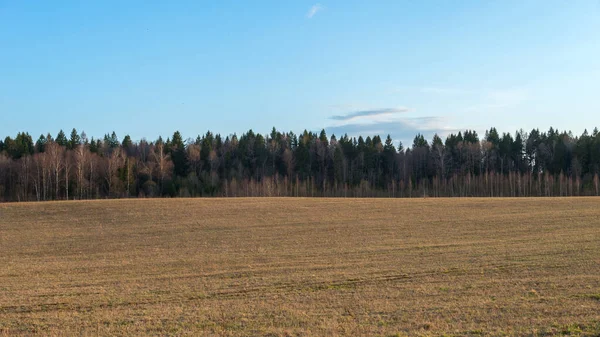 Vista Floresta Campo Início Primavera Região Moscou Rússia — Fotografia de Stock