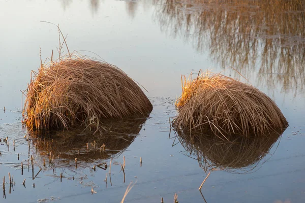 Tussock Grama Seca Rio Início Primavera — Fotografia de Stock