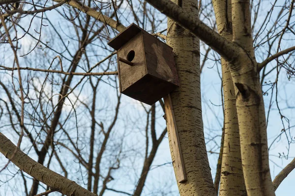 Birdhouse Sur Arbre Début Printemps — Photo