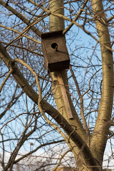 Birdhouse Árbol Principios Primavera — Foto de Stock