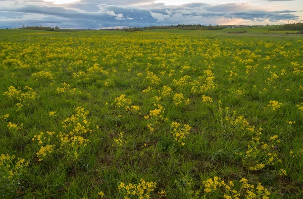 Green field with yellow rocket (Barbara vulgris)  on spring day