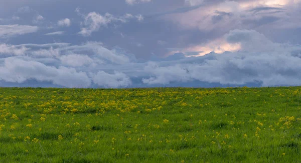 Green field with yellow rocket (Barbarea vulgaris)  on spring day