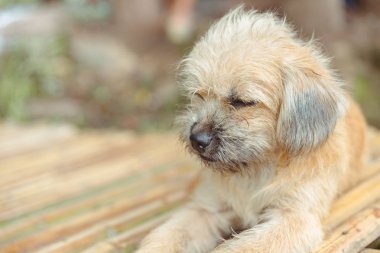 Çok üzücü köpek. Üzgün kenar korkunç.