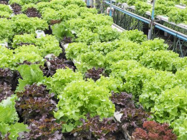 Organik marul marul hydroponic çiftliğinde