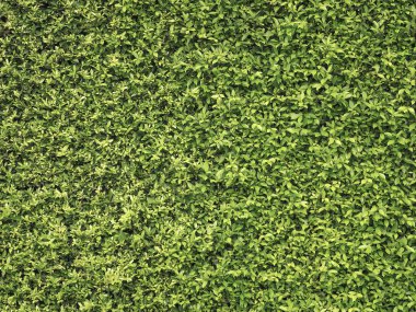 Yeşil tropikal bitki örtüsü 