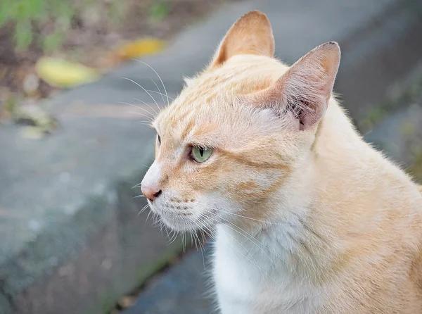 Porträtt av katt, selektivt fokus och närbild — Stockfoto