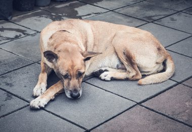 Eski Tay köpek büyük bir şehirde, Bangkok, Tayland