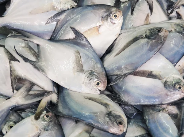 Weergave van de verse vis in de markt — Stockfoto