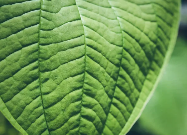 Tropical green foliage Texture and background — Stock Photo, Image