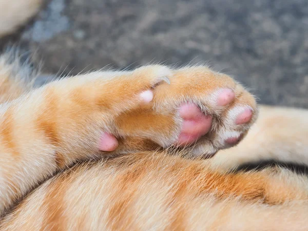 Cat paw / Close up — стоковое фото