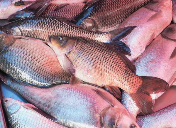 बाजार में ताजा मछली प्रदर्शन — स्टॉक फ़ोटो, इमेज