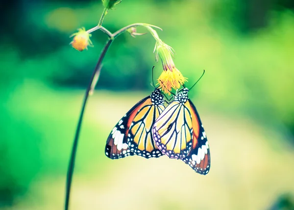 Bela borboleta em uma flor — Fotografia de Stock