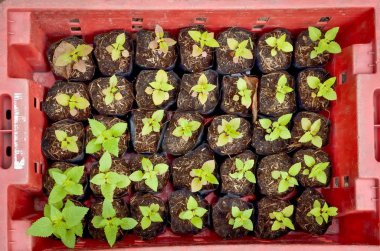 Yeşil bitki fidan üzerinde hazırlanmış toprak satır satır