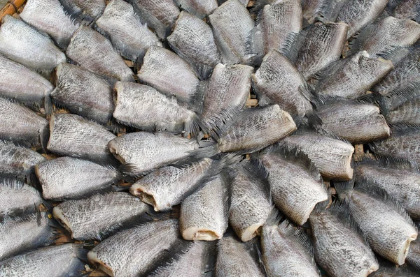 Сухая рыба на солнце — стоковое фото
