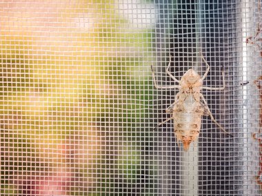 Empty cicada shell or casing from moulted cicada insect in the morning sunlight  clipart