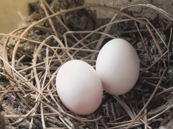 Птичьи яйца в соломенном гнезде — стоковое фото