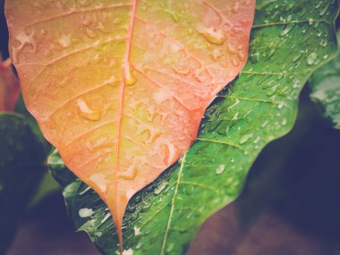 Turuncu ve yeşil yaprak üzerinde yağmur damlaları 