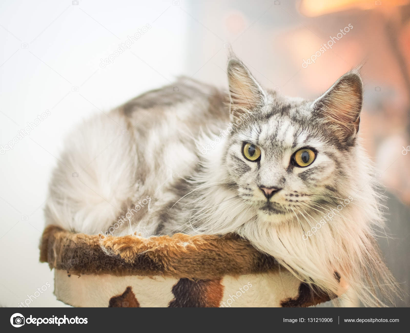 Portrait Of Gray Maine Coon Cat Stock Photo C Vichailao 131210906