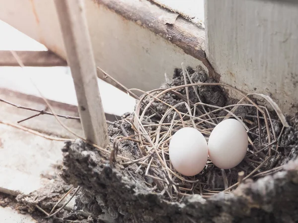 Птичьи яйца в соломенном гнезде, построенном на крыше . — стоковое фото