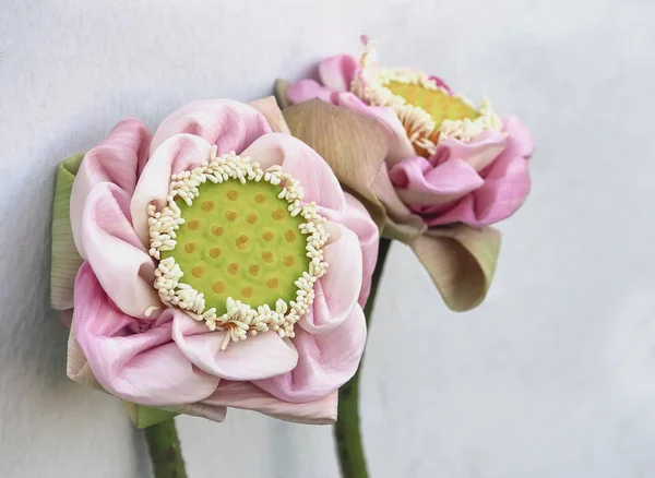 Vacker rosa lotus — Stockfoto