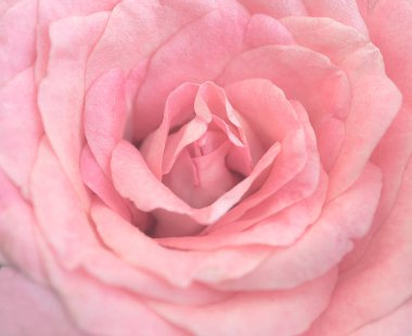 Yumuşak ışık, seçici odak güzel pembe Gül