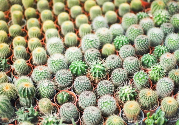 Enfoque selectivo de cactus pequeños en fila —  Fotos de Stock