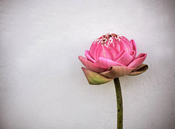 Lótus rosa bonita — Fotografia de Stock