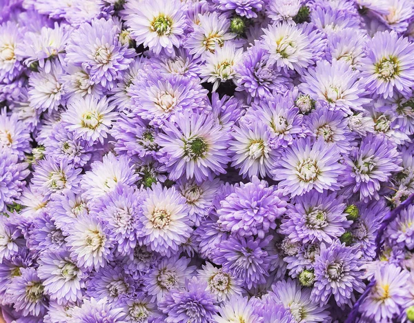 Ljusa små lila blommor gäng bakgrund — Stockfoto