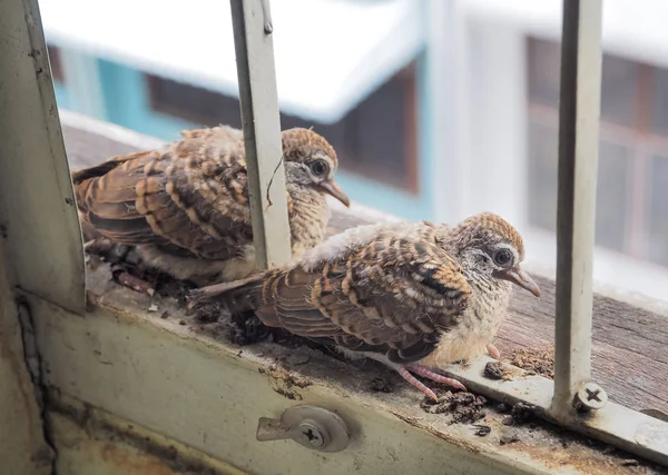 Una semana de edad los pájaros en el techo están listos para volar —  Fotos de Stock