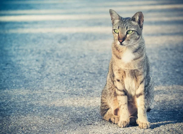 Hermoso gato doméstico en el suelo — Foto de Stock