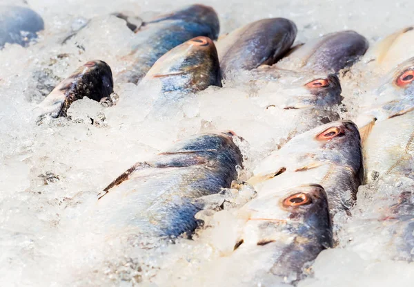 Pesce fresco sul ghiaccio allo stand dei frutti di mare — Foto Stock