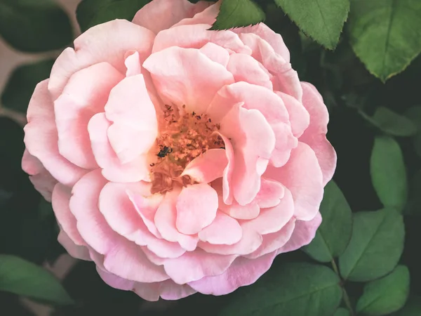 Belle rose rose à la lumière douce — Photo