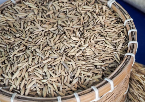 Педді Жасмин рис вливають у кошик для подрібнення — стокове фото