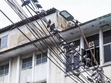 Güvercinler kuş elektrik üzerinde oturan kablo powered