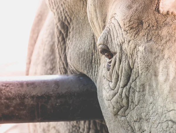 Глаз носорога — стоковое фото