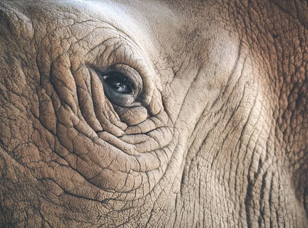 Ojo del rinoceronte —  Fotos de Stock