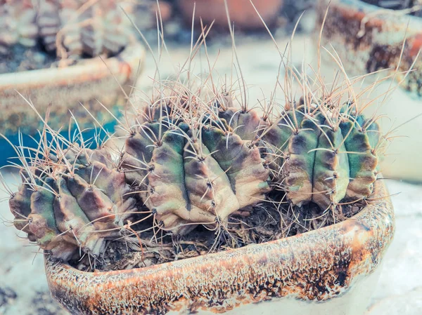 Primo piano succulento del cactus — Foto Stock