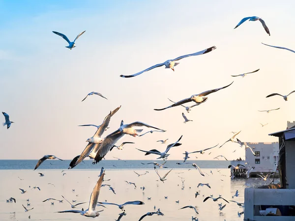 Bandada de gaviotas en el cielo al atardecer —  Fotos de Stock