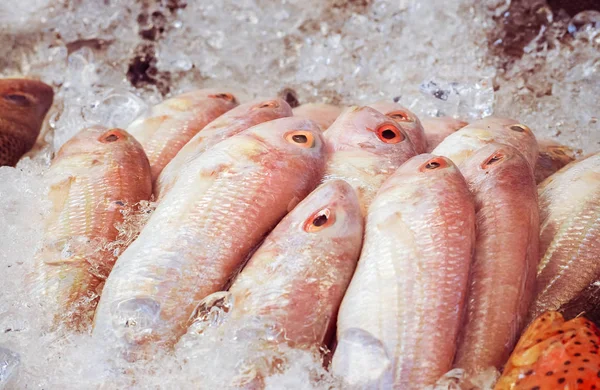 Verse vis op het ijs op de stand van de schaal-en schelpdieren — Stockfoto