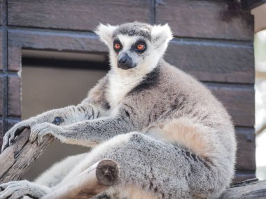 Halka kuyruklu lemur (Lemur catta)