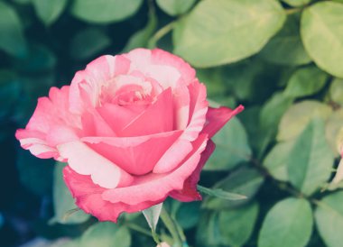 Yumuşak ışık güzel kırmızı gül