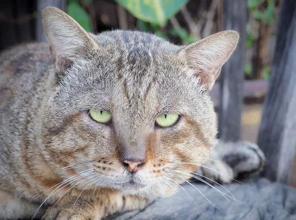 Portrait of a old domestic cat — Stok Foto