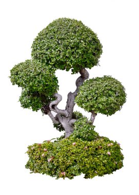 Bonsai ağaçları beyaz arka plan üzerinde