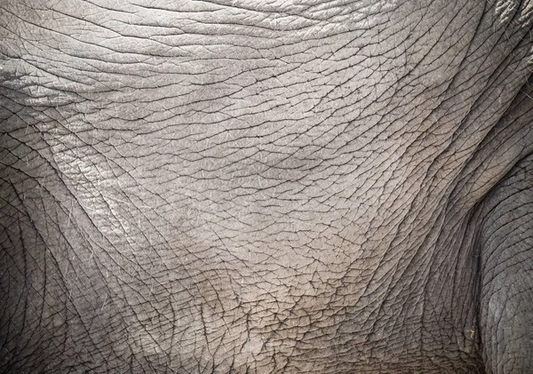 Мышцы и кожа слона — стоковое фото
