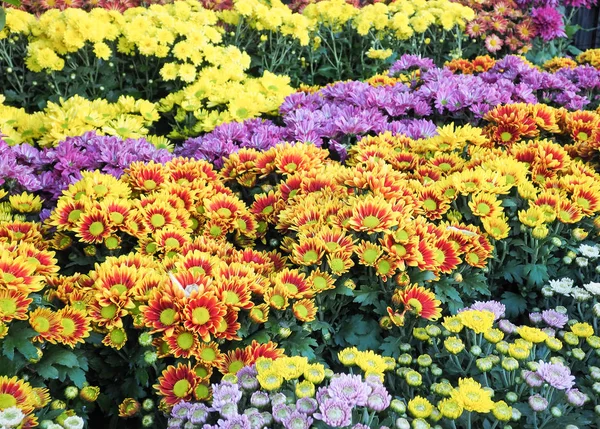 Färgglada gul daises blommor i parken — Stockfoto