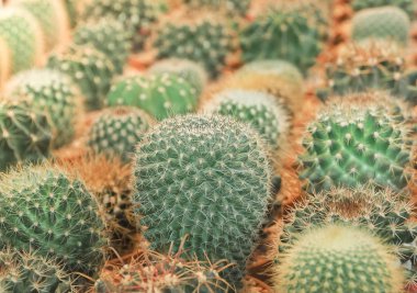 Güzel etli kaktüs, seçici odak 