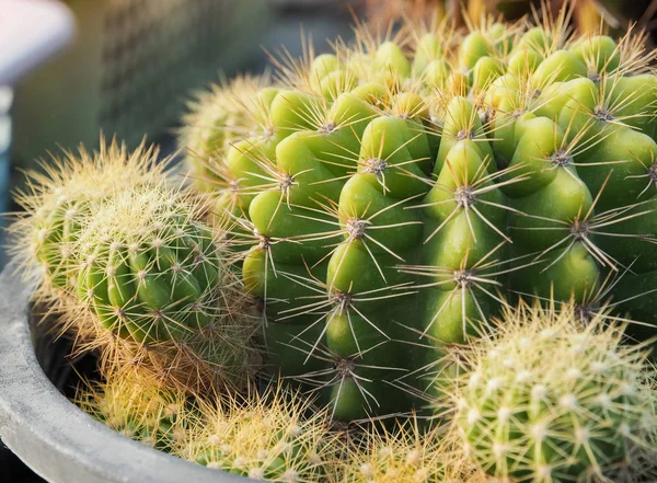 Cactus succulento verde, Avvicinamento — Foto Stock