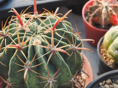 Sabah ışığında güzel etli kaktüs