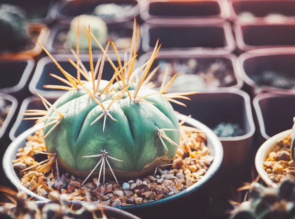 Vackra saftiga cactus i morgonljus — Stockfoto