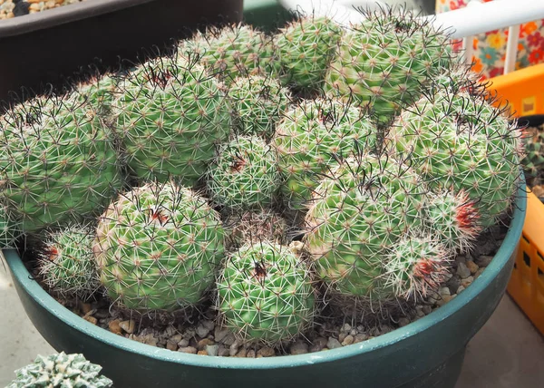 Kaktus Mammillaria soczyste — Zdjęcie stockowe